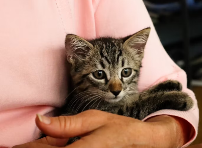 kitten safe haven